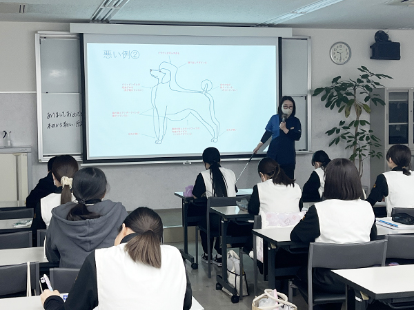 犬の骨格とカットのバランスを勉強！